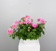 Ivy Geranium Hanging Basket