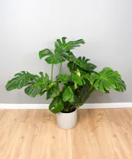 The Cornerstone Monstera - Monstera Plant in a Ceramic Pot