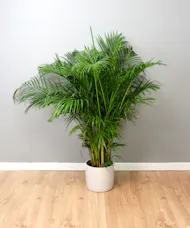The Prestige Palm - Palm Plant in a Ceramic Pot
