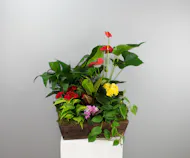 Bloom and Grow Indoor Plant Crate