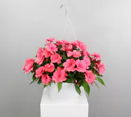 New Guinea Impatiens Hanging Basket