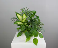 Botanical Bliss - Dish Garden