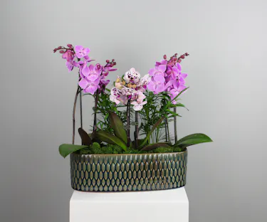 Orchid Reflections is a sophisticated and serene arrangement that showcases the graceful beauty of blooming orchids in a lush, modern setting. 