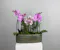 Orchid Reflections is a sophisticated and serene arrangement that showcases the graceful beauty of blooming orchids in a lush, modern setting. 