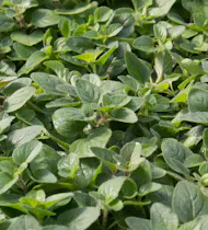 Oregano