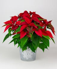 Large Poinsettia in Snowflake Container