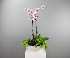 Botanical Brilliance