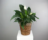 Tranquil Bloom - Spathiphyllum in a Basket
