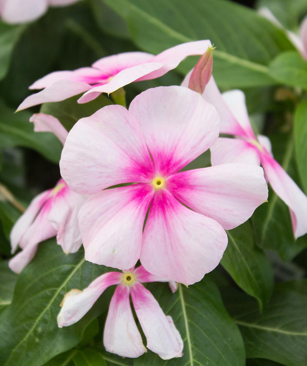 Vinca Titan™ Icy Pink - Bedding Plants - Radebaugh Florist & Greenhouses