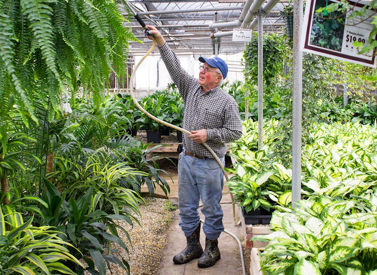 A member of our staff reaches to water a group of hanging plants